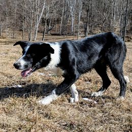 Clare (working collie) - Black and white Border Collie puppy in Strafford, Vermont from Thundering Paws Farm