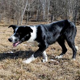 Clare (working collie) - Black and white Border Collie puppy in Strafford, Vermont from Thundering Paws Farm