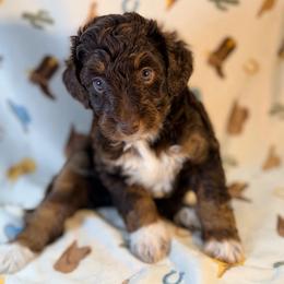 Girl3 - Red tri-color female Aussiedoodle puppy in Liberty, Texas from Poodles and Doodles Most Excellent Adventures