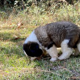 Saint Bernard Puppies from Magnolia Saint Bernards