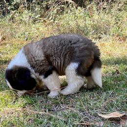 Saint Bernard Puppies from Magnolia Saint Bernards