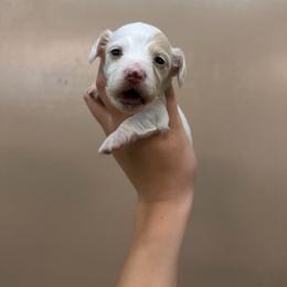 Luna - Cream female Dachshund puppy in Nashville, Arkansas from Cuddles n Curls