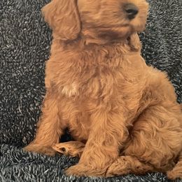 Goldendoodle and Poodle Puppies from Duffey’s IncrediDoodles