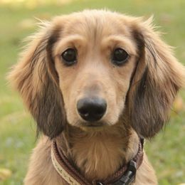 Dachshunds from Top of Ohio Doxies