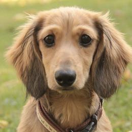 Dachshunds from Top of Ohio Doxies