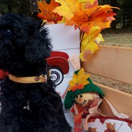 Poodles from KnR Kurly Kennel