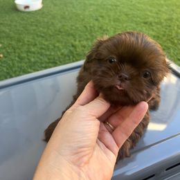 Boy (Red Collar) - Liver male Shih Tzu puppy in Whittier, California from Socal Mother Of Shih Tzus