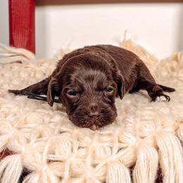 Timberland - Black male Australian Labradoodle puppy in Decatur, Alabama from Southern Meadows Doodles