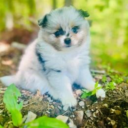 Whisky Darlin' Blue Merle and Tan Parti Female - Blue merle female Pomeranian puppy in Buck Valley, Pennsylvania from Buck Valley Pomeranians