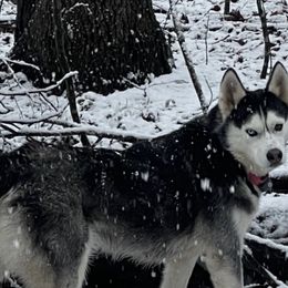 Thor - Siberian Husky