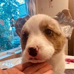 Jonathan - Blue merle and white male Cardigan Welsh Corgi puppy in Des Plaines, Illinois from Ataraxis Cardigan Welsh Corgis