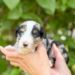 Marilla - Blue merle female Bernedoodle puppy in Bellville, Ohio from Bernedoodle Buddies