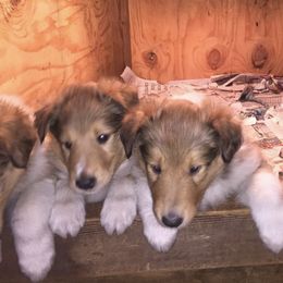Collies from Julie Prostko
