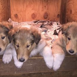 Collies from Julie Prostko