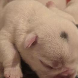 Lilac pied male - White and brindle male French Bulldog puppy in Tuscaloosa, Alabama from J & J classic frenchies