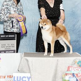 Shiba Inu All Grown Up from Trina Burt