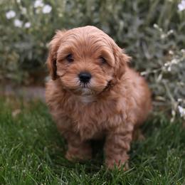 Flint - Apricot male Cavapoo puppy in Payson, Utah from Little Diamond Doodles