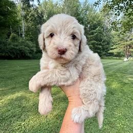 Rocket - Yellow and white male Bernedoodle puppy in Midland, Michigan from Northern Charm Farm