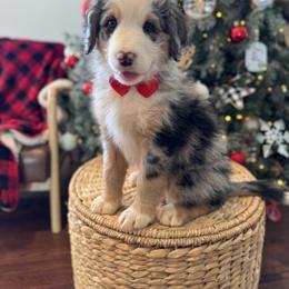 Assorted Doodle Crosses, Aussiedoodle, Australian Mountain Doodle, and Miniature Australian Shepherd Puppies from Aspen Mountain Doodles LLC