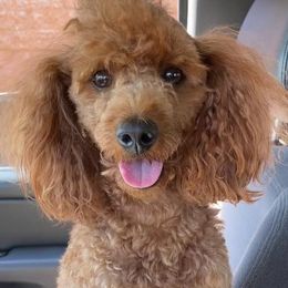 Cavapoos, Goldendoodles, and Poodles from Desert Valley Doodles