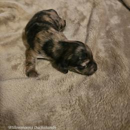 Girl 3 - Dapple female Dachshund puppy in Lebanon, Oregon from Willow Moons Dachshunds