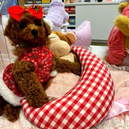 RUBY - Red female Maltipoo puppy in Sugar Land, Texas from Celebrity Maltipoos