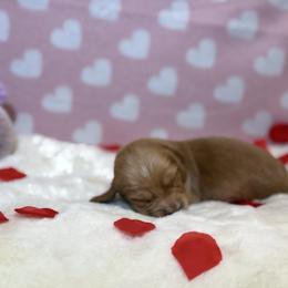 Maverick - Red male Dachshund puppy in Morristown, Tennessee from Hillside Hounds