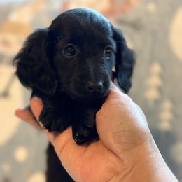 Wednesday - Black female Dachshund puppy in Madera, California from Winnie’s Doxies