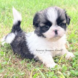 Brindle and White Male - Lime Collar - Brindle and white male Shih Tzu puppy in Waynetown, Indiana from Swaying Sycamore Farm