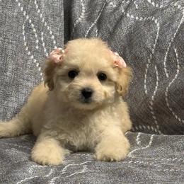 Luna - Apricot female Maltipoo puppy in Bakersfield, California from Silvia's Maltipoos