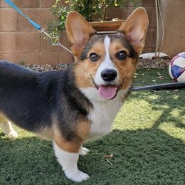 American Corgis and Pembroke Welsh Corgis from Rose Petal Corgis