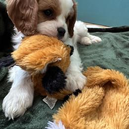 Cavalier King Charles Spaniel and Cavapoo Puppies from God Speed Paws