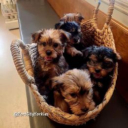 Yorkshire Terrier Puppies from Port City Yorkies LLC