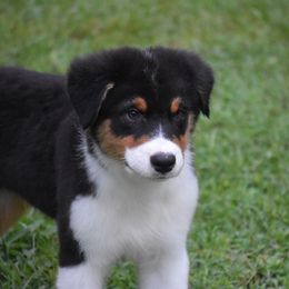 Australian Shepherd and Cavalier King Charles Spaniel Puppies from FairWilde