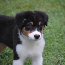 Australian Shepherd and Cavalier King Charles Spaniel Puppies from FairWilde