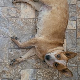 "Punky is due July 13th, 2023 by Runic!" Australian Cattle Dog Puppies from BRB Ranch ACDs