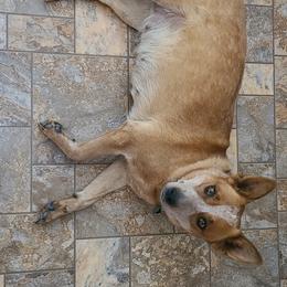 "Punky is due July 13th, 2023 by Runic!" Australian Cattle Dog Puppies from BRB Ranch ACDs