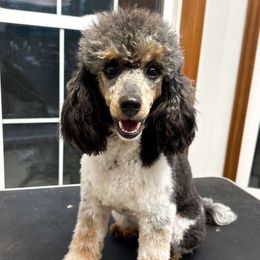 Nadia - Poodle