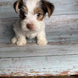 Urban - Chocolate, tan and white male Yorkshire Terrier puppy in Tulsa, Oklahoma from Conns Cuddly Canines