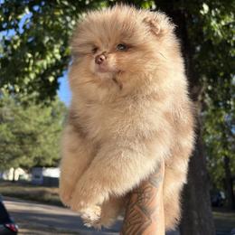 Pomeranian All Grown Up from 918 Pomeranians