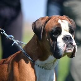 Hardy - Boxer