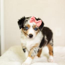 Madison - Blue merle female Miniature Australian Shepherd puppy in Waco, Texas from Blue Rain Aussies
