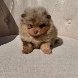 Treasure - Chocolate merle female Pomeranian puppy in Canandaigua, New York from Fingerlakes Pomeranians