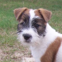 Russell Terriers from Journey's End