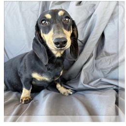 Barbie - Black and cream female Dachshund puppy in Tonopah, Arizona from Brandie's Dachshunds