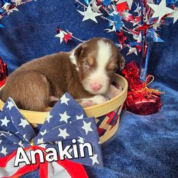 Anakin Skywalker - Red tri-color male Australian Shepherd puppy in Smithfield, Utah from Invictus Farms
