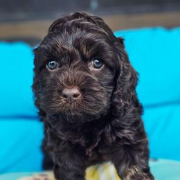 Jetty - Brown female Cockapoo puppy in Indiahoma, Oklahoma from Phamily Doodles