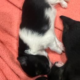 Piper - Black parti female Pomeranian puppy in Costa Mesa, California from Wheresmil0