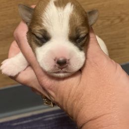Russell Terrier, Jack Russell Terrier, and Beagle Puppies from Mountain Top