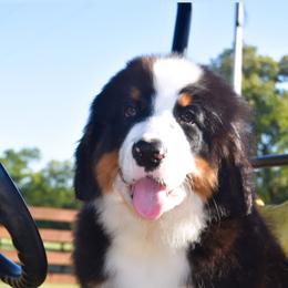 Bernese Mountain Dog Puppies from Swiss Berner Bears